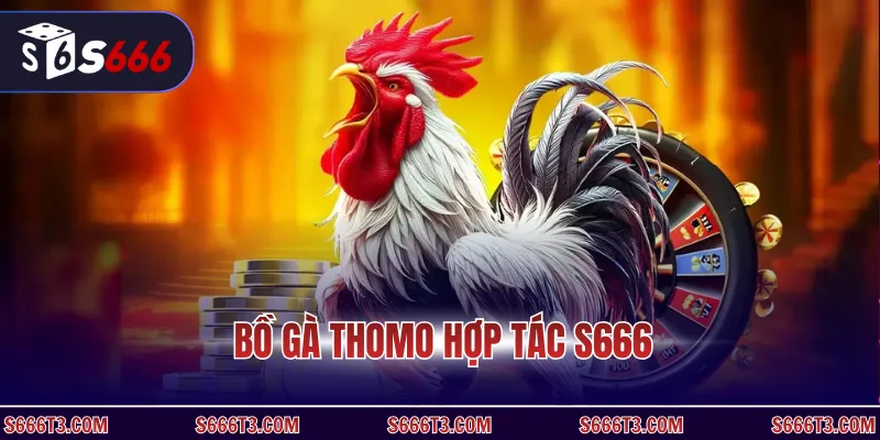 Bồ gà thomo hợp tác S666